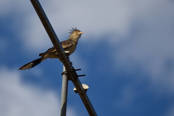 guira cuckoo (Guira guira) perching
