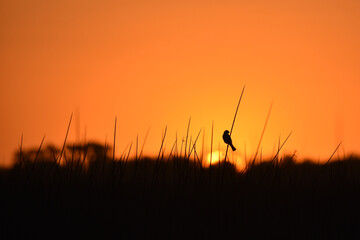 Fototapeta na wymiar bird perching in the reed against sunset