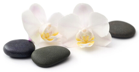 Fototapeta na wymiar Spa stone with orchid flower