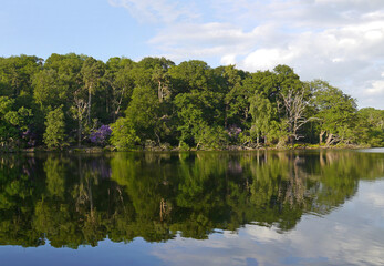 Obraz na płótnie Canvas Reflective lake with mature broadleaf forest