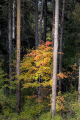 Bright tree in dark woods