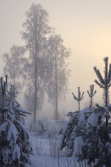 Fototapeta na wymiar Trees in snow