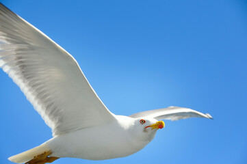 Seabird seagull close-up in flight against the blue sky