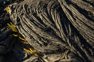 Pahoehoe & ferns   Hawaii Volcanoes NP   Hawaii © Tom