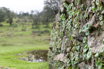 Close-up leaves of Umbilicus rupestris known also as navelwort, penny-pies, wall pennywort or 