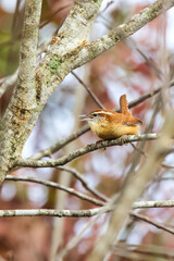 Carolina wren perched on tree limb, with blue sky and a blurry background on a sunny day. 