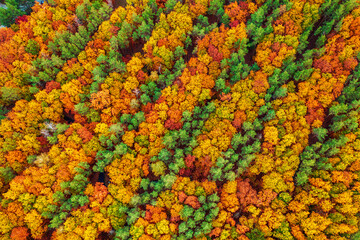 Fototapeta na wymiar Autumn forest from above