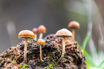 Beautiful closeup of forest mushrooms (Protostropharia semiglobata, commonly known as the dung roundhead, the halfglobe mushroom, or the hemispheric stropharia) growing out of a cow pat.