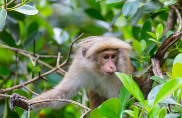 Monkey