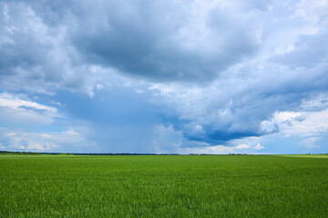 Gloomy storm clouds over a wheat field
