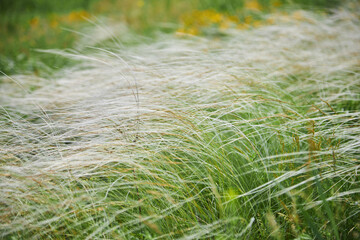 Stipa capillata as known as feather, needle, spear grass in steppe. Listed in red book of Ukraine.