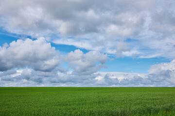 Green wheat field and blue cloudy sky.