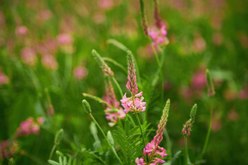 Sainfoin Onobrychis viciifolia growing in the grassland.