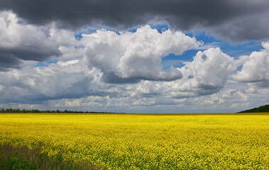 Obraz premium breathtaking view of rapeseed flowers growing in the field under a cloudy and sunny blue sky