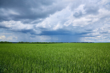 Obraz premium Gloomy storm clouds over a wheat field
