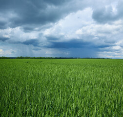 fields of Ukraine, grains sky, green grass