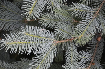 Naklejka na ściany i meble photography background green blue spruce branches