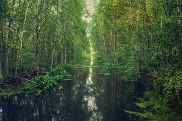 Swamp in the forest