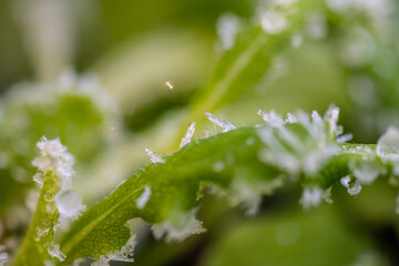 Ice crystals forming on green leaves.