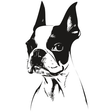 Boston Terrier dog hand drawn vector logo drawing black and white line art pets illustration