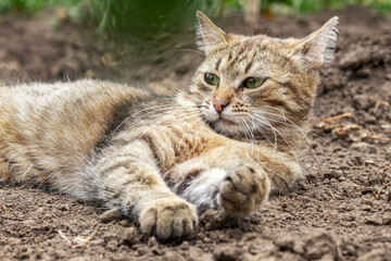 A tabby cat is lying on the ground in a bed near tomato bushes, the cat is resting