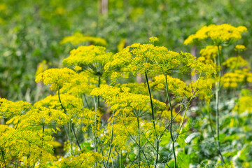 Obraz premium Dill on the beds. Dill inflorescence in the field, growing dill