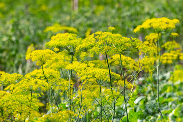 Dill on the beds. Dill inflorescence in the field, growing dill