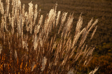 Pampas grass shining in the setting sun