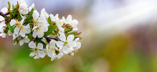 A cherry branch with white flowers is illuminated by the sun's rays