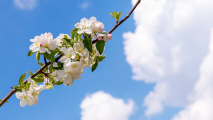 A branch of an apple tree with white flowers on the background of a blue sky with white clouds in sunny weather