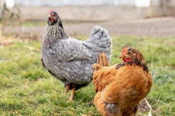 Purebred brown and gray chickens in the garden on the grass. Breeding chickens on the farm