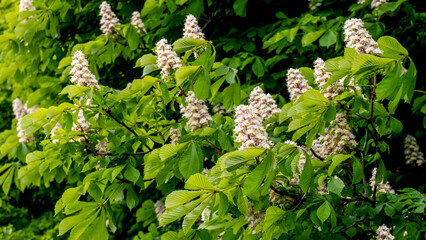 Fototapeta na wymiar Chestnut with green leaves and white flowers in sunny weather. Chestnut blossoms