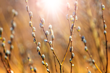 Willow branches with catkins in the forest on a blurred background, willow - Easter symbol