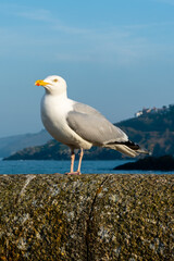 Seagull - gull - stood on a coastal wall in St Ives, on a summer day, with the coastline in the background.
