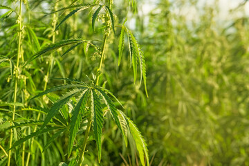 Fototapeta na wymiar Cannabis officinalis on a field on a sunny summer day.