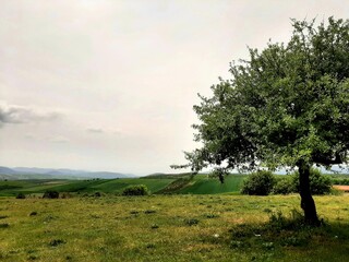 landscape with tree