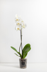 Blooming live white Orchids with green leaves in transparent pot isolated on white background, stands on table. Tropical flower Orchidea, Orchidaceae family. Vertical plane. Abbreviated Phal
