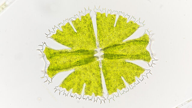 Charophyta Bilder Durchsuchen 207 Archivfotos, und