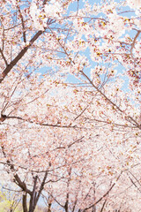 Flor de árbol de Cerezo en primavera.