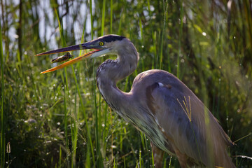 Blue Heron eating turtle