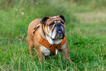 Fototapeta premium Funny beautiful classic Red English British Bulldog Dog out for a walk looking up sitting in the grass in forest on sunny day at sunset