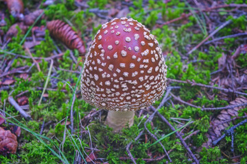 Royal fly agaric or the king of Sweden Amanita Amanita regalis brown poisonous mushroom growing in the forest.
