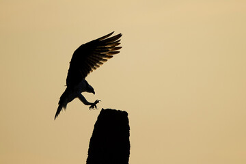 Osprey sunrise silhouette
