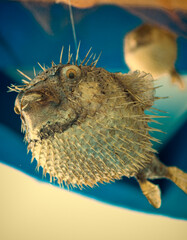 detail view photo of blowfish
