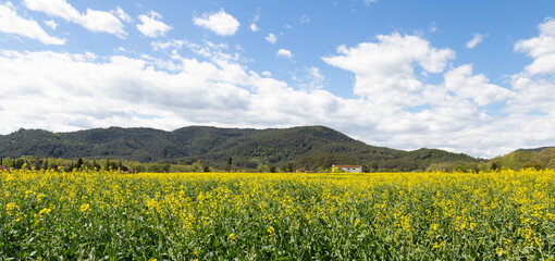 Landscape of a rapeseed field with a mountain and a farmer's house in the background. The sky is blue with white clouds.