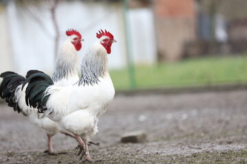 two white roosters with a black tail stand parallel to each other. photo of two roosters from the side, both roosters are similar and stand symmetrically