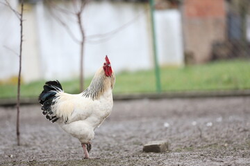 a white rooster with a black tail stands alone in an orchard and looks straight at the camera