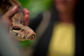 detail photo of snake's face
