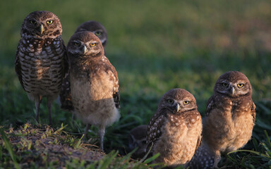 Baby Burrowing Owls