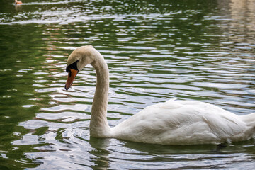 A graceful white swan swimming on a lake with dark water. The white swan is reflected in the water